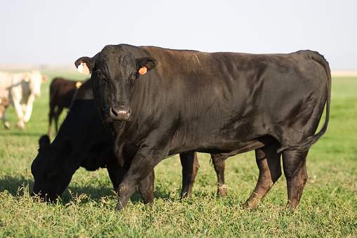 Angus bull in pasture with Angus cows during breeding season in a January Alabama pasture and negative space above.