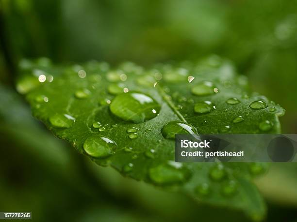 Green Leaf Stockfoto und mehr Bilder von Regen - Regen, Ast - Pflanzenbestandteil, Baum