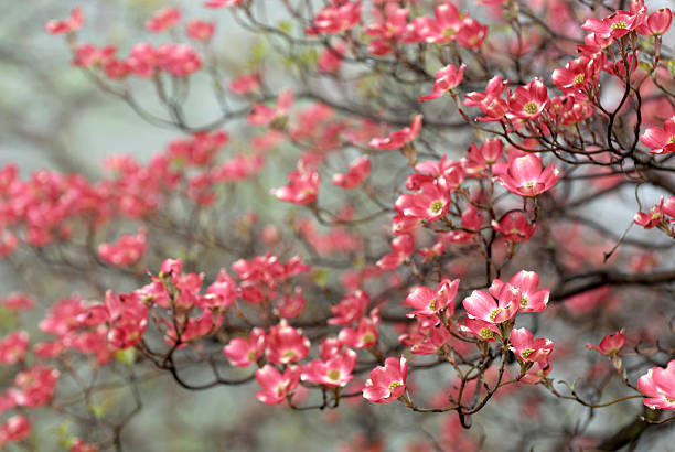 Red Dogwood on Foggy Day  dogwood trees stock pictures, royalty-free photos & images