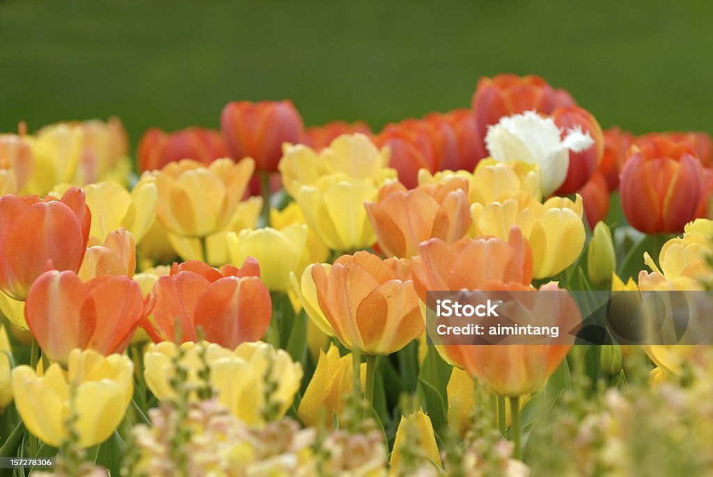 Kolorowe Tulipany - Zbiór zdjęć royalty-free (Botanika)