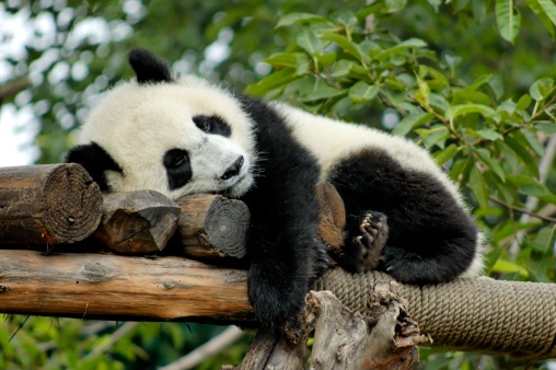 Panda gigante en reposo photo