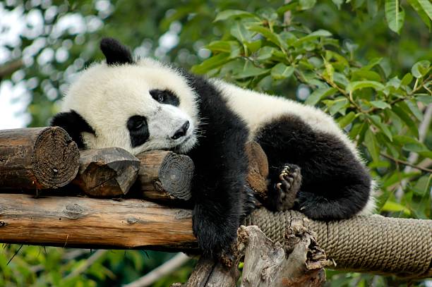 Giant Panda resting Giant Panda is resting on a platform made of trees in Chengdu,China. panda animal stock pictures, royalty-free photos & images