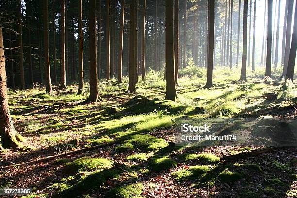 Las Rano Światło - zdjęcia stockowe i więcej obrazów Bajka - Bajka, Drewno - Tworzywo, Drzewo
