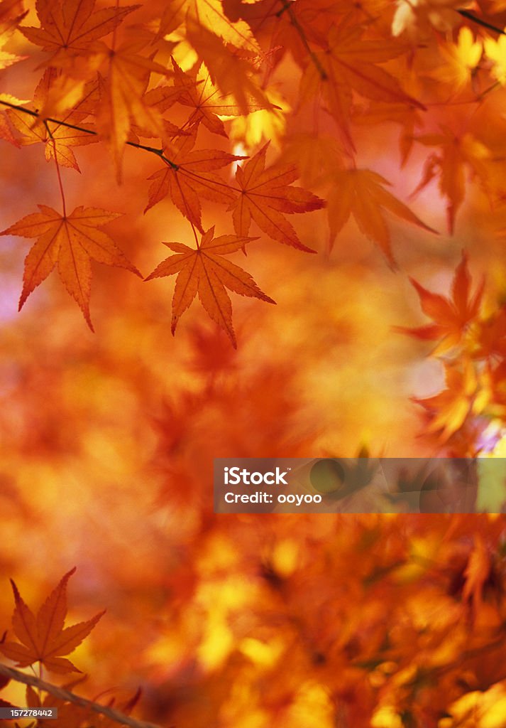 Japanische Ahorn Blätter - Lizenzfrei Herbst Stock-Foto