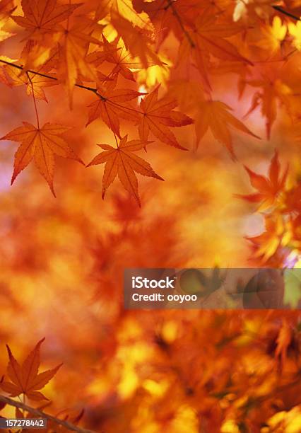 Japanische Ahorn Blätter Stockfoto und mehr Bilder von Herbst - Herbst, Abstrakt, Abstrakter Bildhintergrund