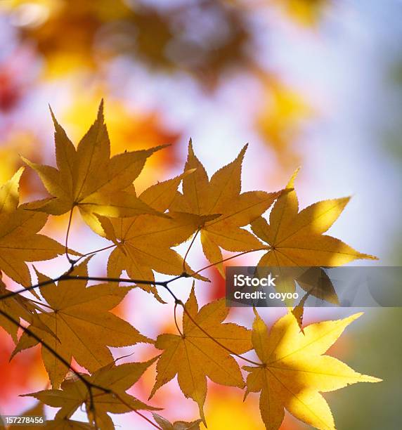 Foto de Folhas Amarelas e mais fotos de stock de Abstrato - Abstrato, Amarelo, Beleza natural - Natureza