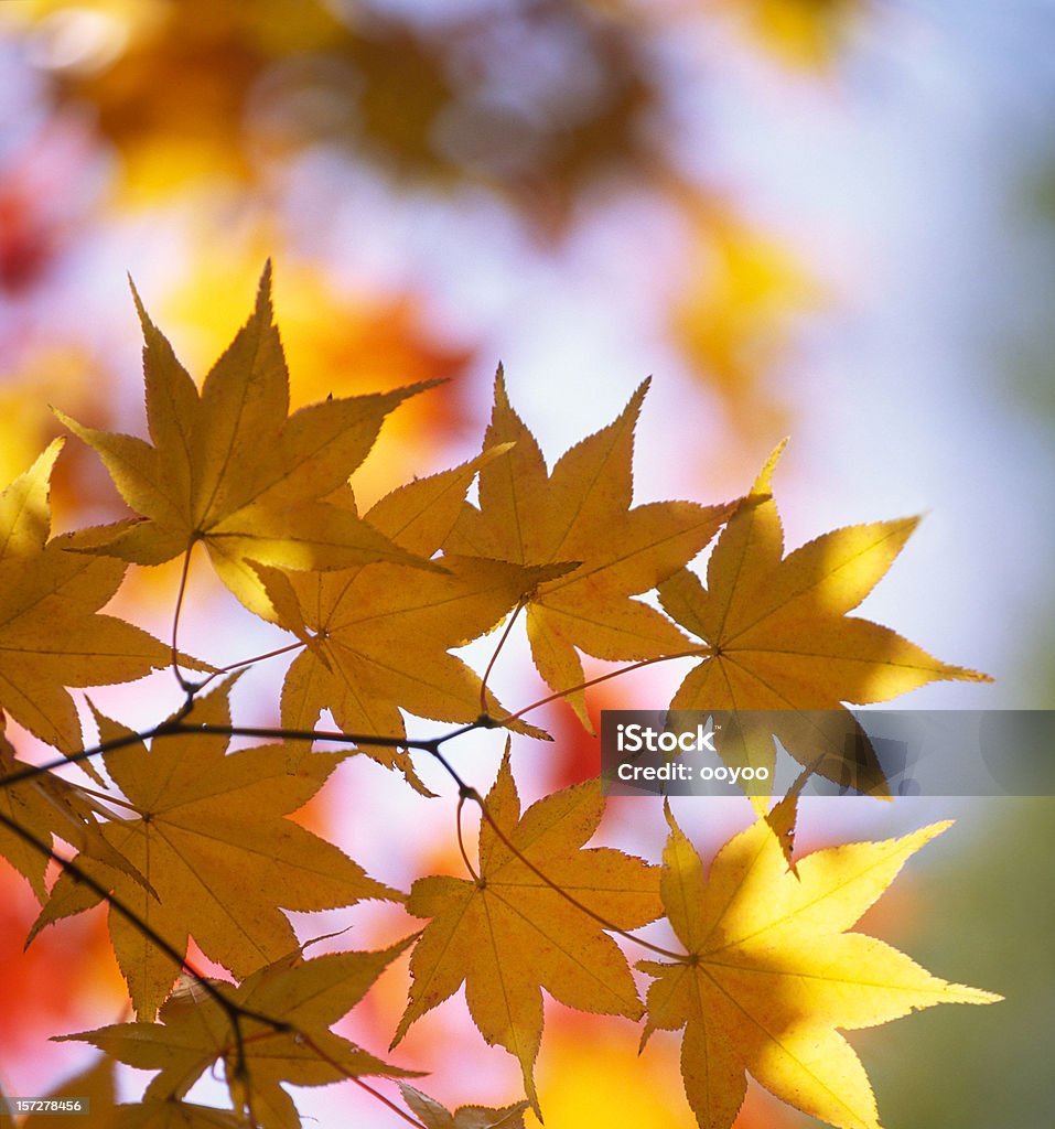 Желтые листья - Стоковые фото Абстрактный роялти-фри