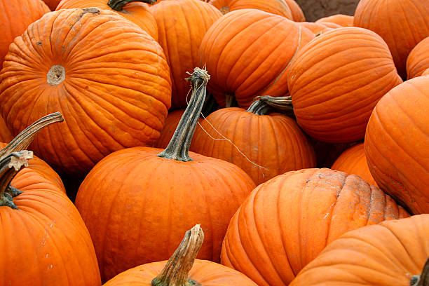 carga de pumpkins - agricultural fair farmers market squash market fotografías e imágenes de stock