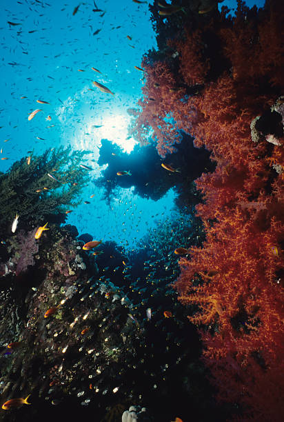 istock Fish Surrounding Red Soft Coral 157278543