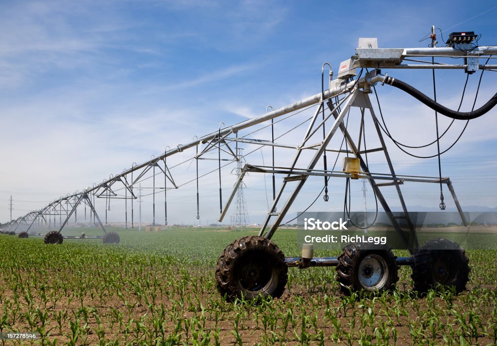 Irrigazione campo di mais - Foto stock royalty-free di Acqua