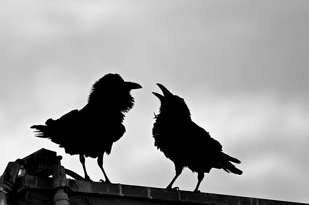 Two black crows on a roof  raven corvus corax bird squawking stock pictures, royalty-free photos & images