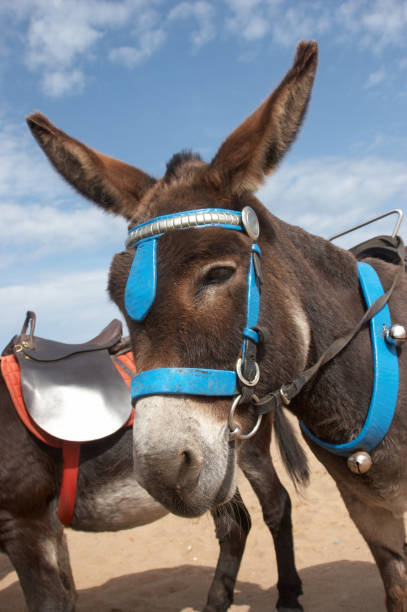 istock Donkey at the seaside brown fur 157278631