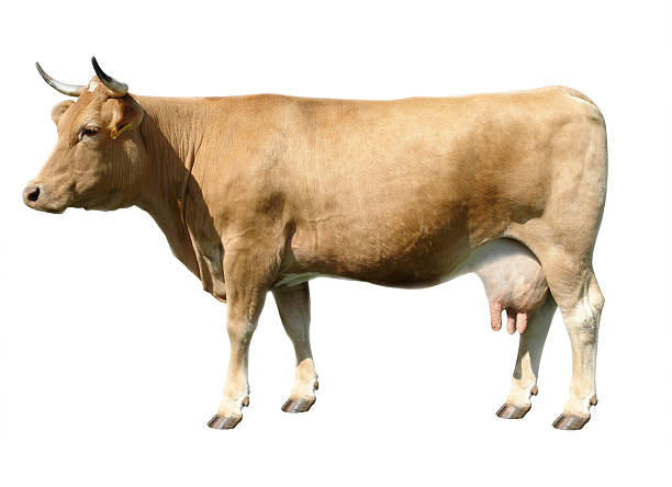 brązowe krowy - udder zdjęcia i obrazy z banku zdjęć