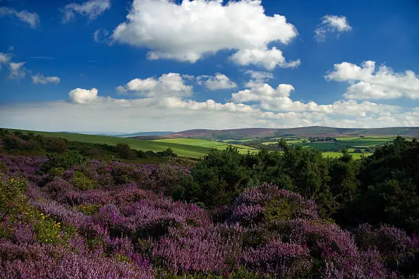 Heather and hills in the Devonshire countryside, of England's Exmoor National Park.