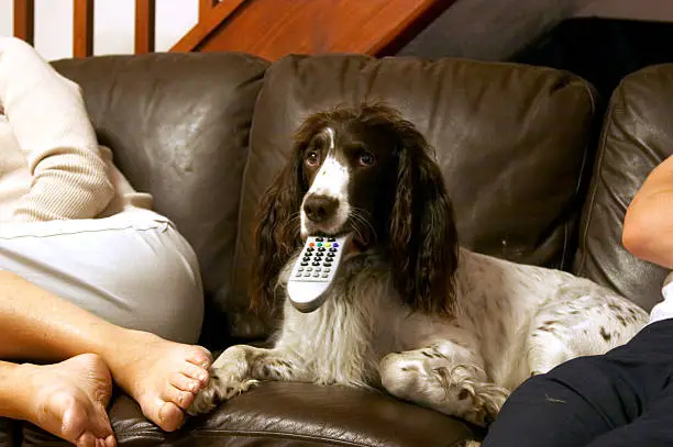 English springer spaniel with TV remote