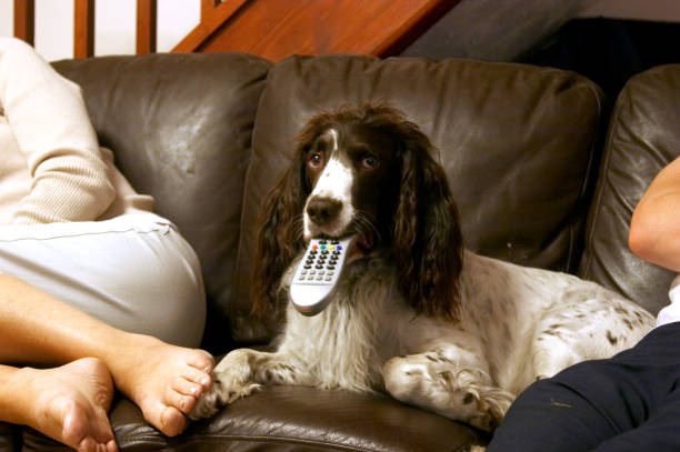 springer spaniel z tv pilot zdalnego sterowania i właściciel - remote dog control animal zdjęcia i obrazy z banku zdjęć