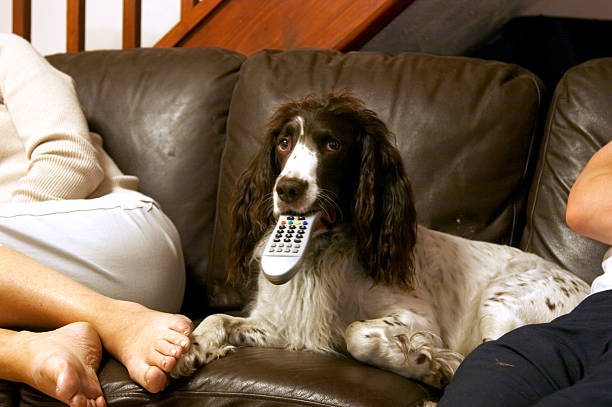 spaniel springer com tv e proprietário remoto - springer spaniel dog pets animal imagens e fotografias de stock