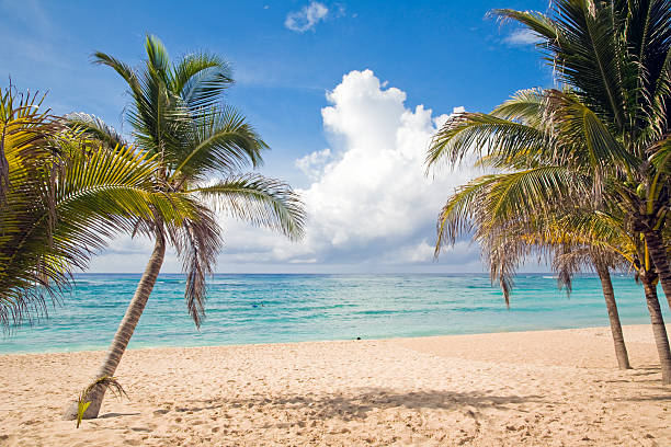 3 Palm trees in a serene beach scene stock photo