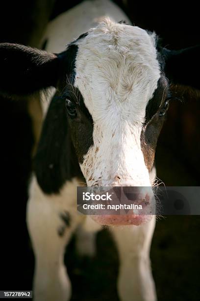 Młody Krowa - zdjęcia stockowe i więcej obrazów Bydło mleczne - Bydło mleczne, Bydło, Bydło domowe