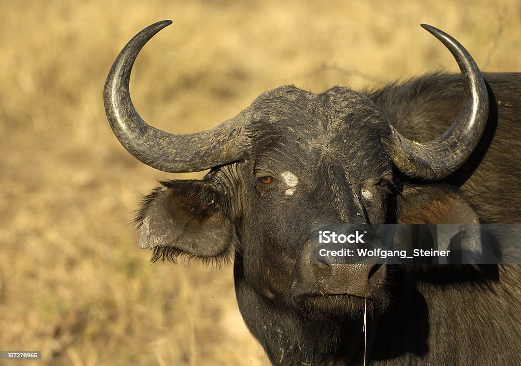 Buffalo in savanna - Foto stock royalty-free di Africa