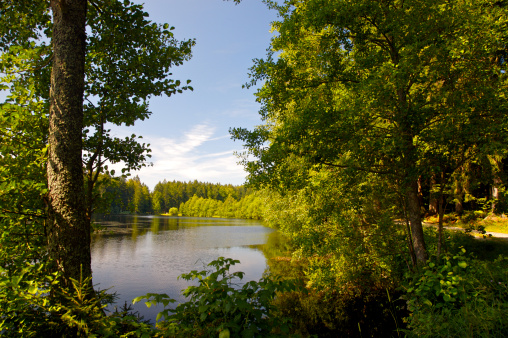 Tranqil scene of a lake in the Bavarian forest.