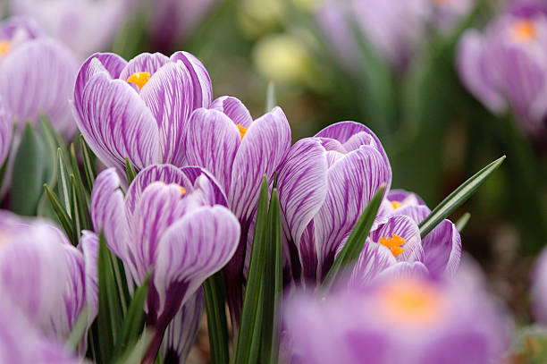 crocus élégant - plante à bulbe photos et images de collection