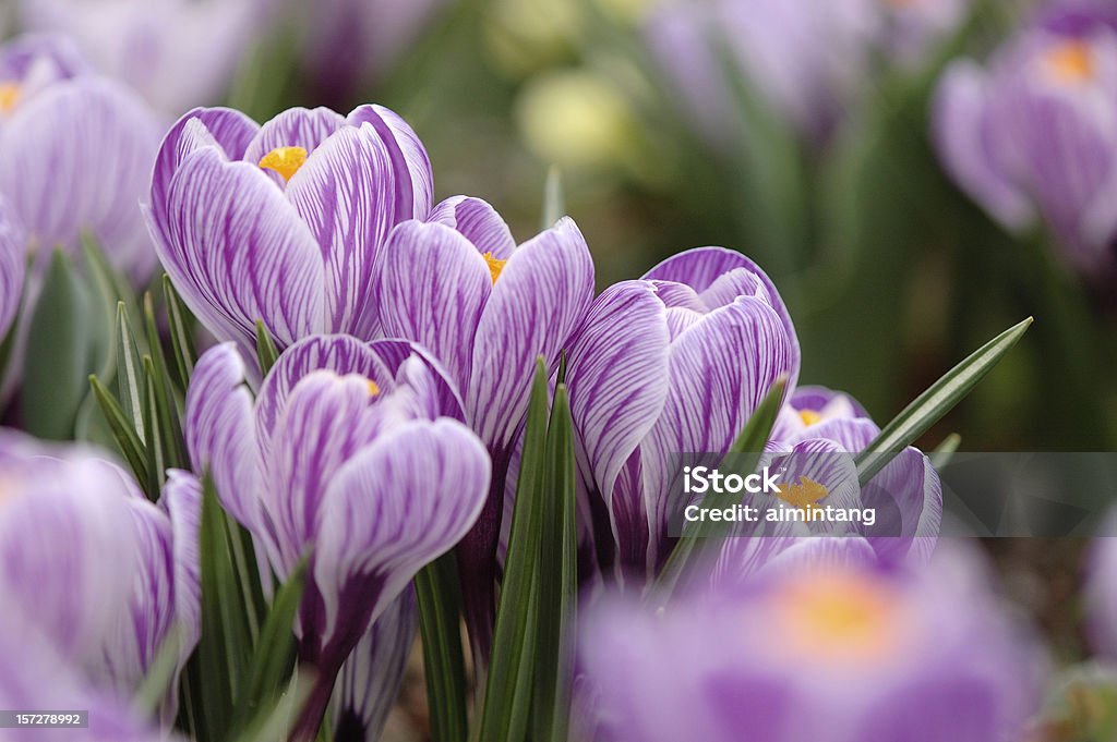 Elegant Crocus  Springtime Stock Photo