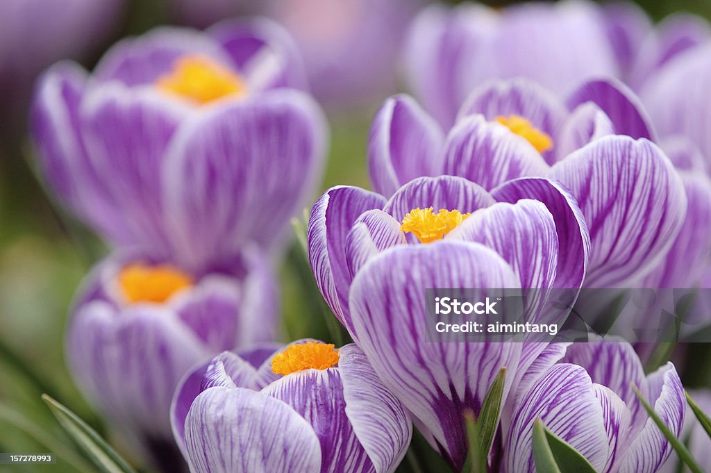 Viola in fiore - Foto stock royalty-free di Aiuola