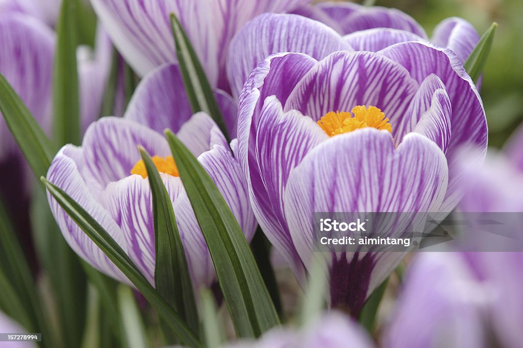 Bela Violet - Foto de stock de Beleza natural - Natureza royalty-free