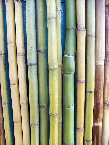 caña de pared - giant bamboo fotografías e imágenes de stock