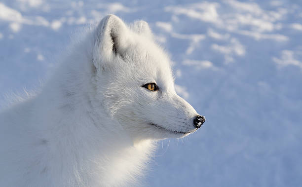 Polar fox. Sideview. Polar fox. Wildlife. Arctic, Kolguev Island, Russia. white fox stock pictures, royalty-free photos & images
