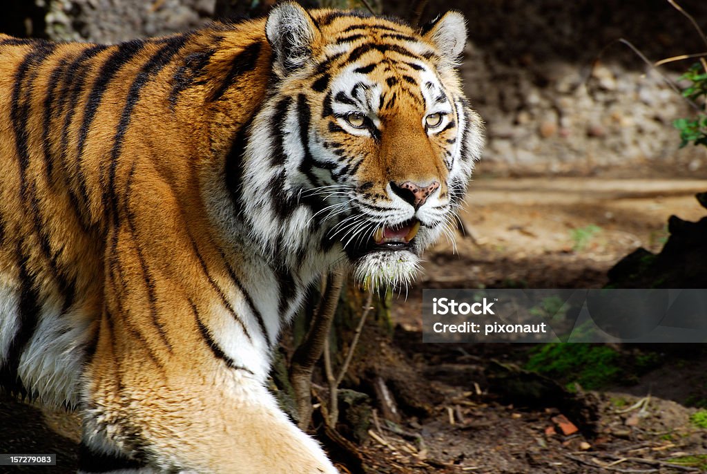 Portrait de tigre - Photo de Chasser libre de droits