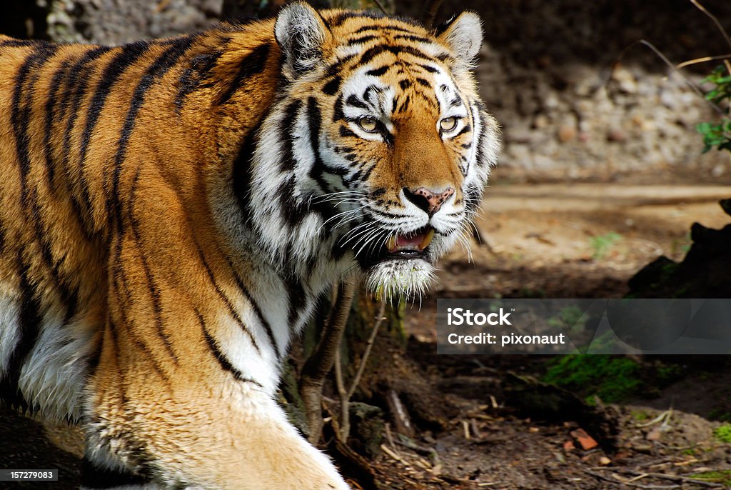 タイガーのポートレート - カラー画像のロイヤリティフリーストックフォト