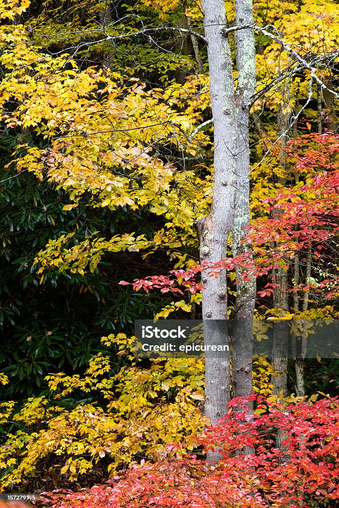 Осенние листья - Стоковые фото Горы Блю Ридж роялти-фри