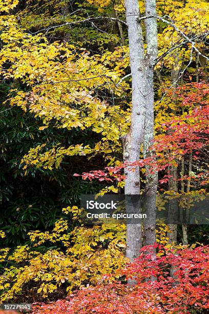 Осенние Листья — стоковые фотографии и другие картинки Горы Блю Ридж - Горы Блю Ридж, Осень, Аппалачиа