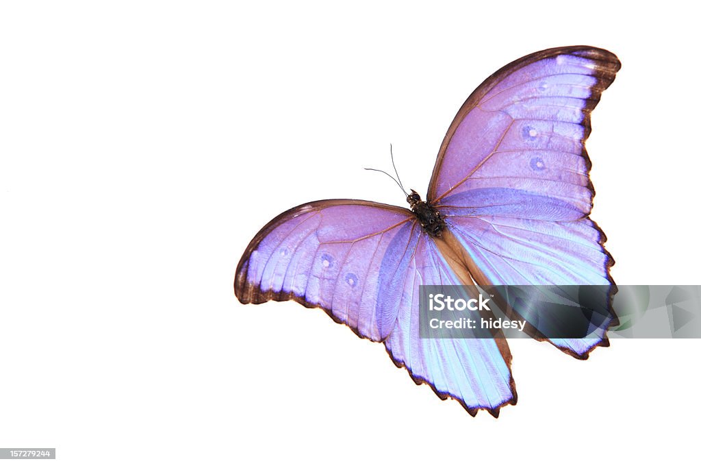 Beleza de borboleta - Foto de stock de Borboleta royalty-free