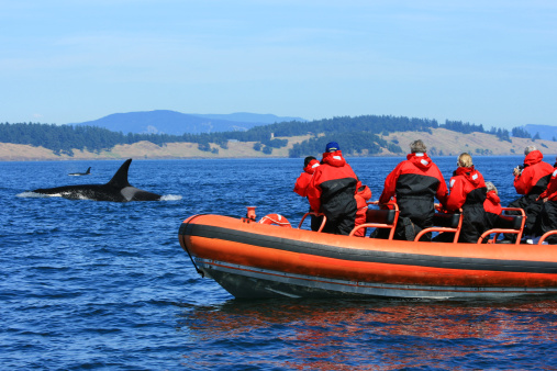 Tourists watching killer whales from a zodiac boat.