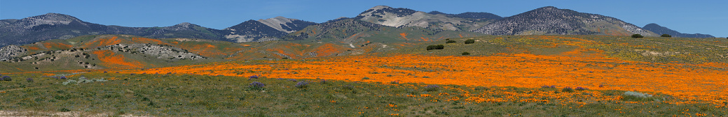 Tehachapi Mountains awash with blooming orange California Poppies