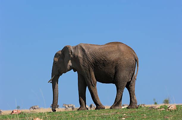 istock Lone Wild Elephant Cow on Hilltop 157279320