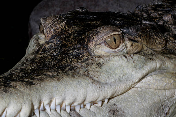 crocodile sourire - snouted photos et images de collection