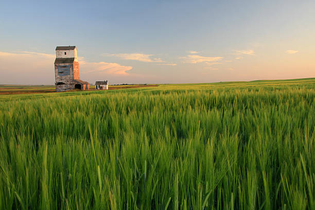 Wooden Grain Elevator on the Prairie An abandoned grain elevator on the prairie. Wooden grain elevators used to be a common sight on the prairie. Now many have been torn down or are abandoned. This elevator is now gone. It was located near Calgary, Alberta. This rural scenic image also depicts themes of agriculture, wheat, farming, growing, organic, green, crop, unripe, field, prairie, and great plains.  alberta stock pictures, royalty-free photos & images