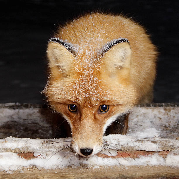 Midnight visitor, red fox. stock photo