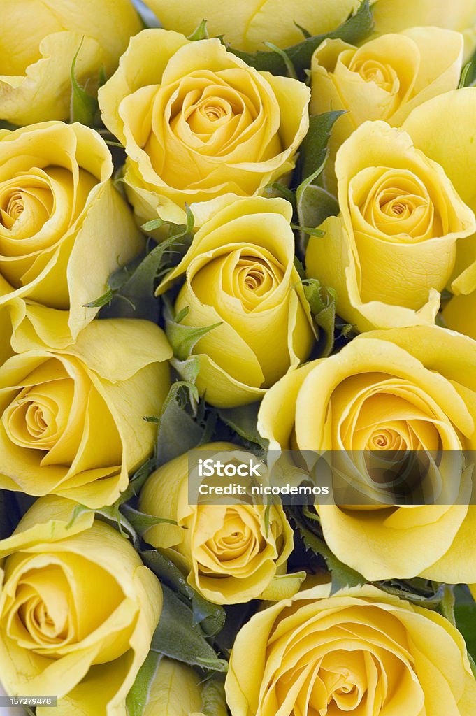 Background of yellow Roses Rose - Flower Stock Photo