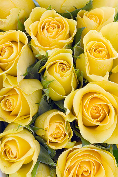 Background of yellow Roses stock photo