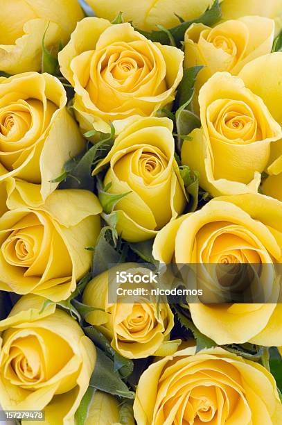 Background Of Yellow Roses Stock Photo - Download Image Now - Rose - Flower, Yellow, Backgrounds