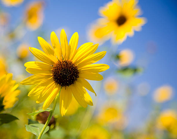 fleur jaune - daisy sunflower photos et images de collection