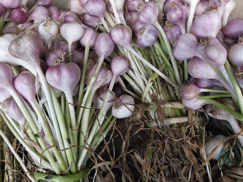 Fresh whole garlic. Bunch of garlic with green leaves and white roots. Onion picking season.