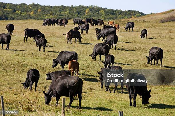 Foto de Animais Pastando e mais fotos de stock de Agricultura - Agricultura, Alimentar, Animal