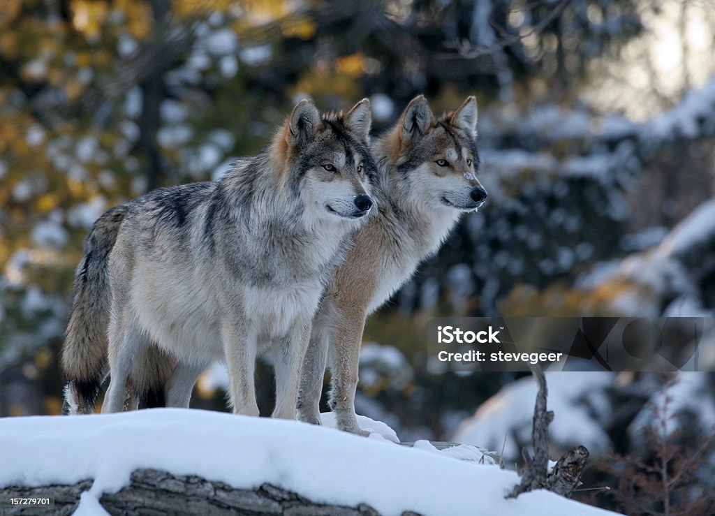 Two Wolves  Wolf Stock Photo