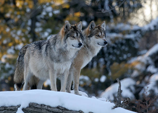 Two Wolves  endangered species stock pictures, royalty-free photos & images